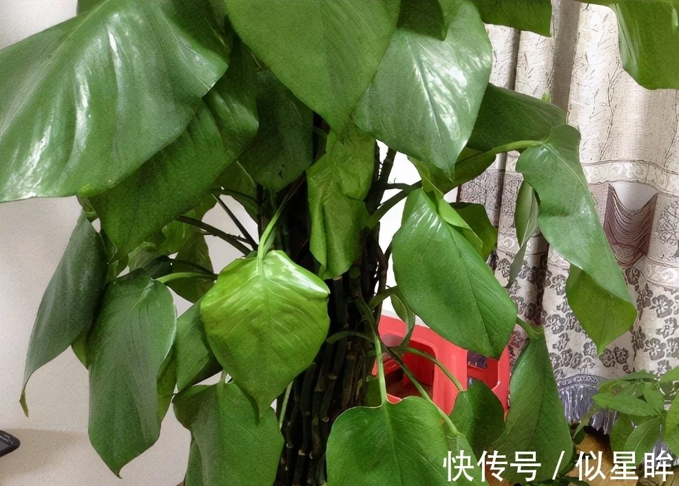 1.5米绿萝多少钱一棵,越养越值钱的方法,建议收藏(图3)