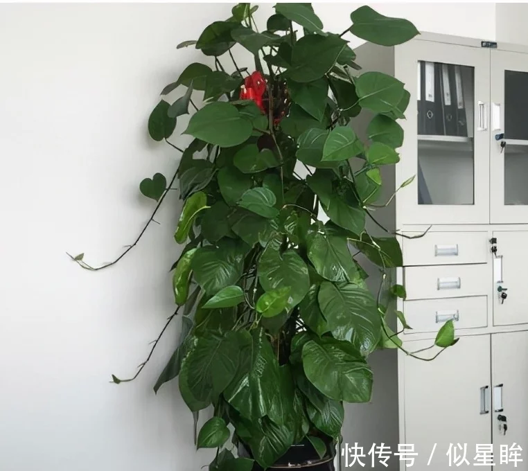 1.5米绿萝多少钱一棵,越养越值钱的方法,建议收藏(图2)