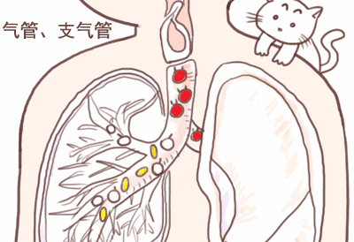 相较于传统香烟，电子烟更安全吗？(图5)