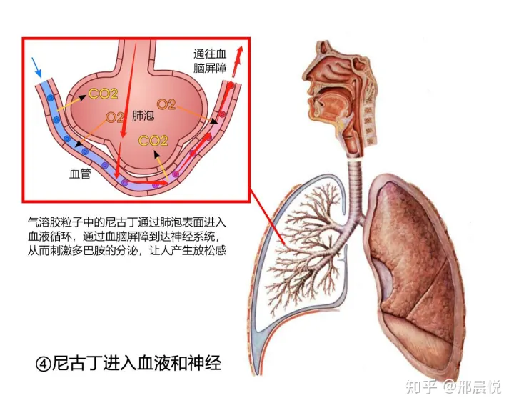 电子烟烟油在进入肺部之后去哪了？(图4)