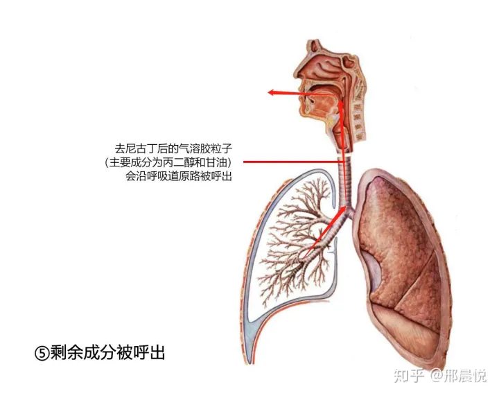 电子烟烟油在进入肺部之后去哪了？(图5)