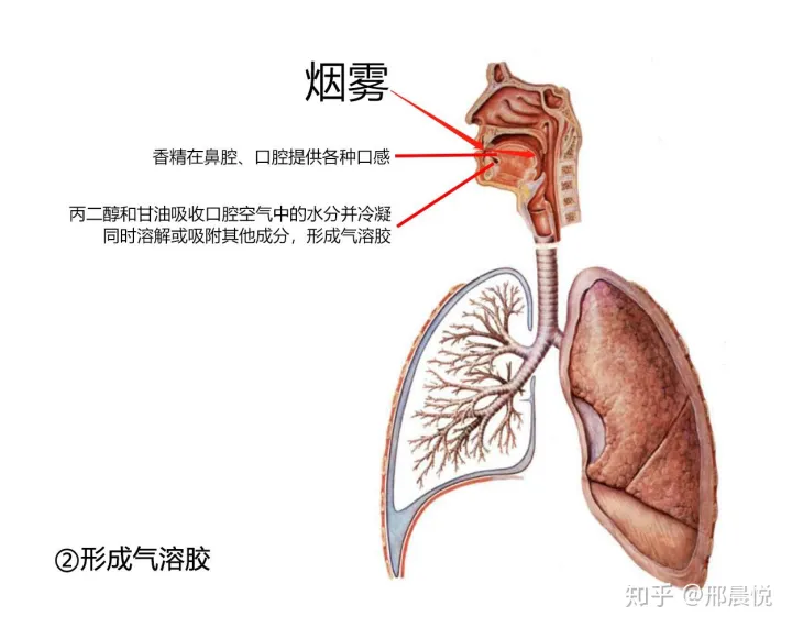 电子烟烟油在进入肺部之后去哪了？(图2)