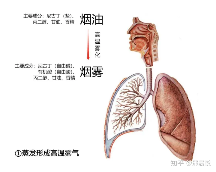 电子烟烟油在进入肺部之后去哪了？