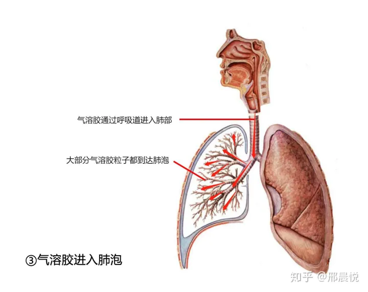 电子烟烟油在进入肺部之后去哪了？(图3)