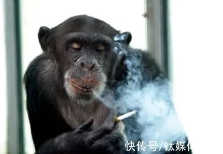 另类中国制造:宁德时代悦客华强北,为何沙井电子烟可以完美复制(图2)